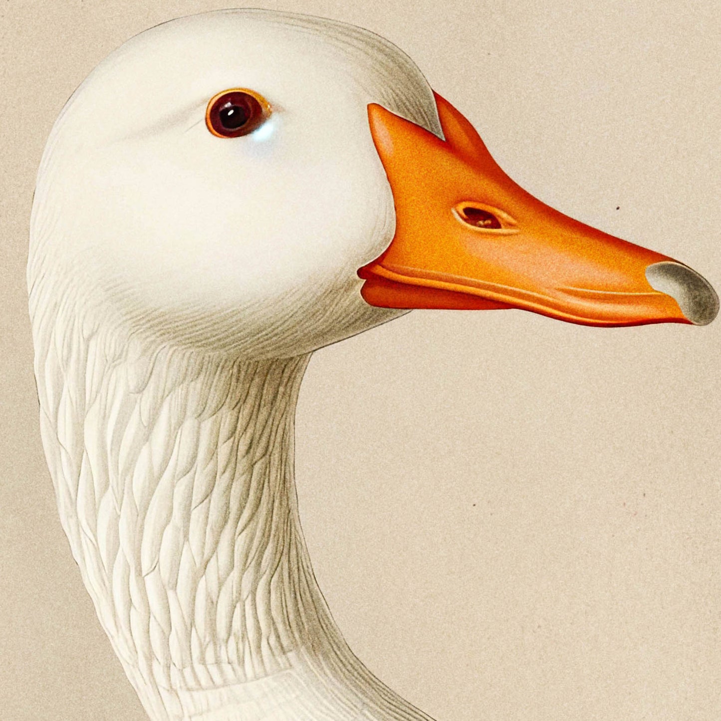 »Duck« zoologisk vintageposter