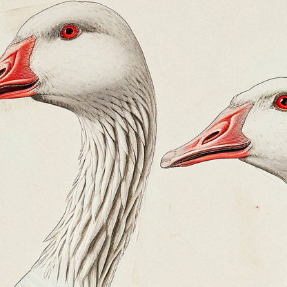 »Geese« zoologisk vintageposter