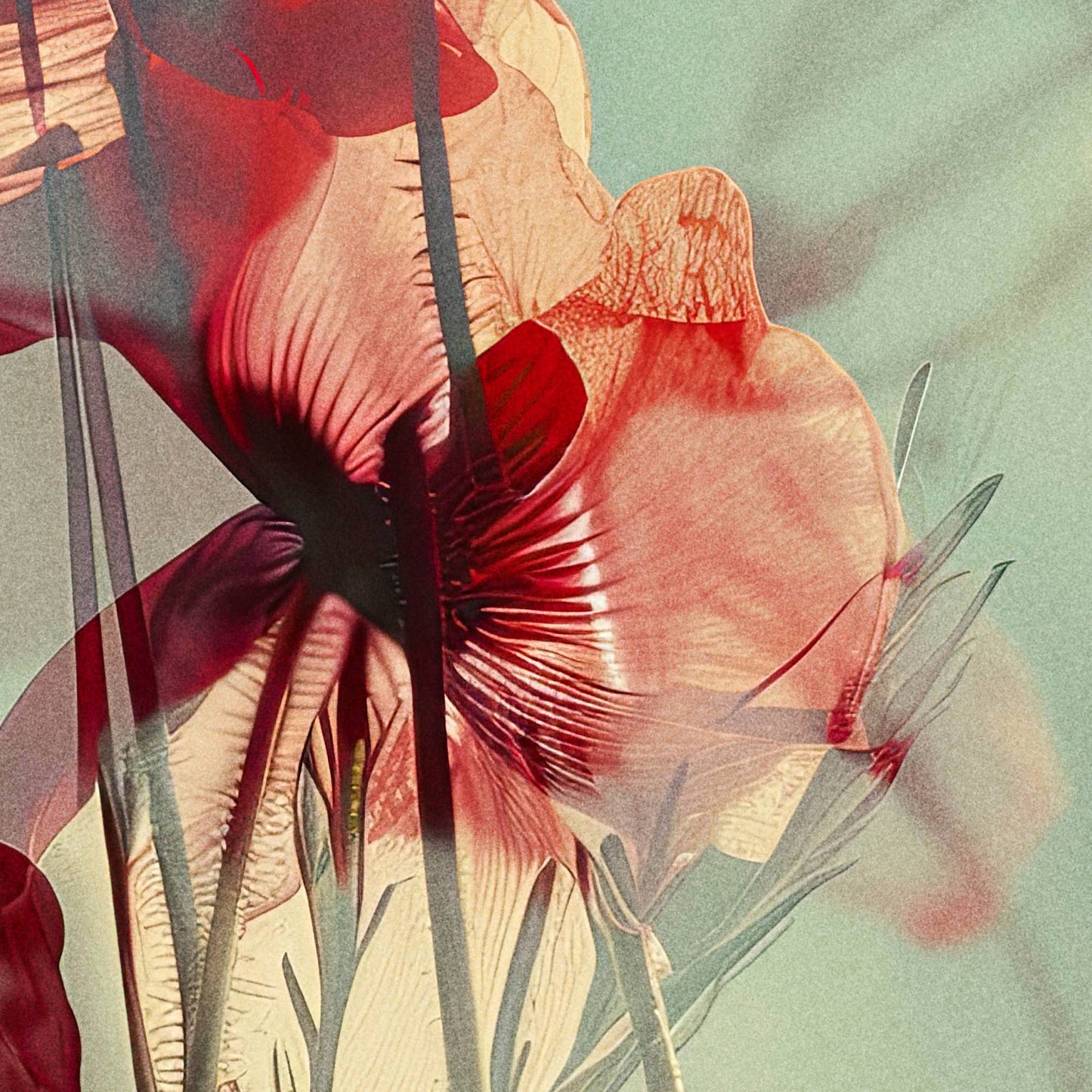 »Blooms in Motion«, poster i fri fotografisk stil
