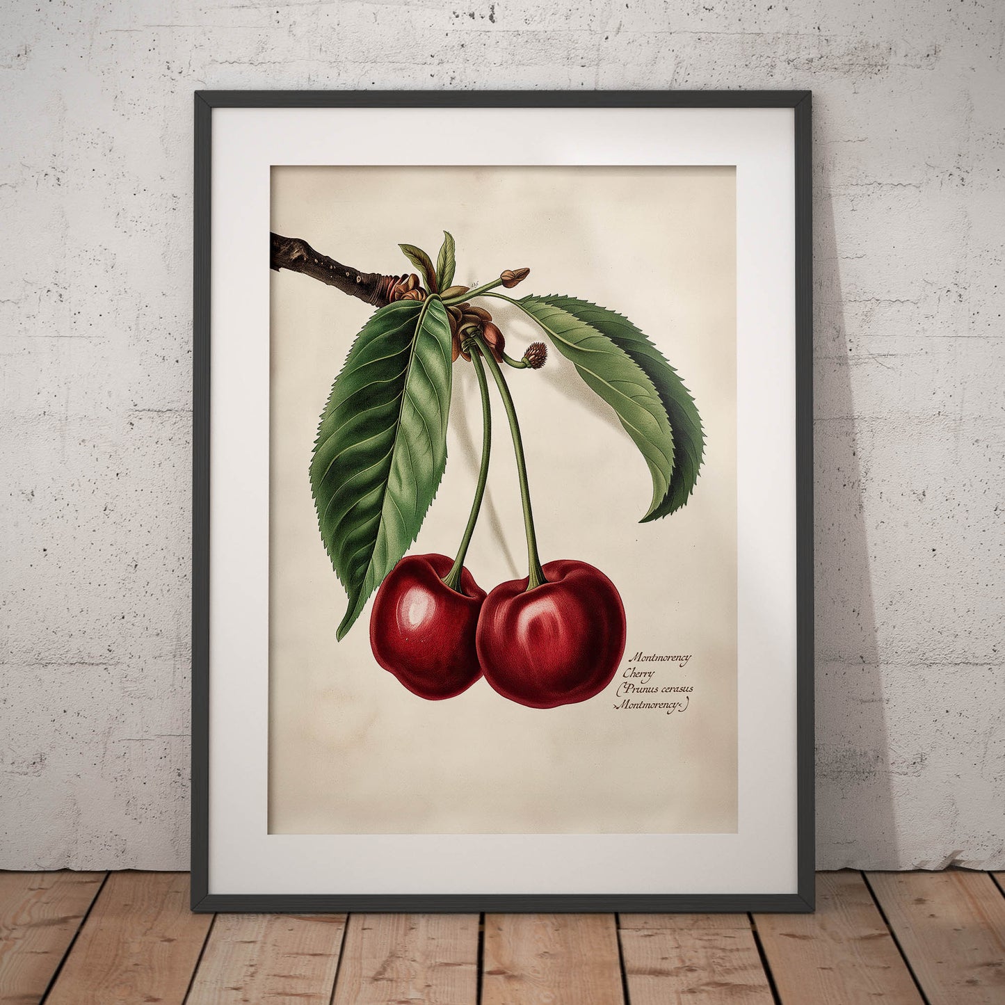 »Cherry« botanisk vintageposter