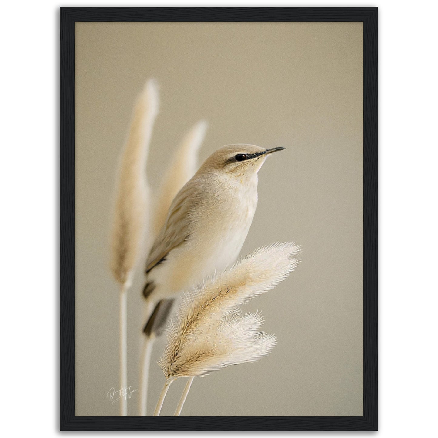 »Bird and Grass« designposter