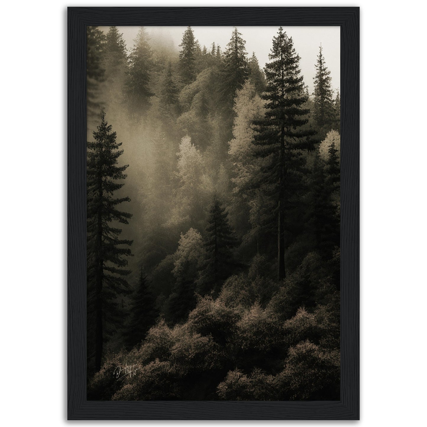 »Spruce Forest« designposter