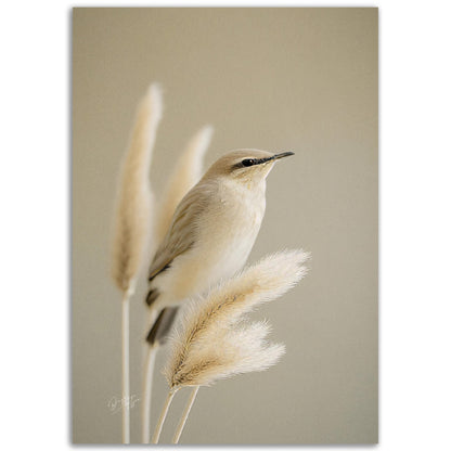 »Bird and Grass« designposter