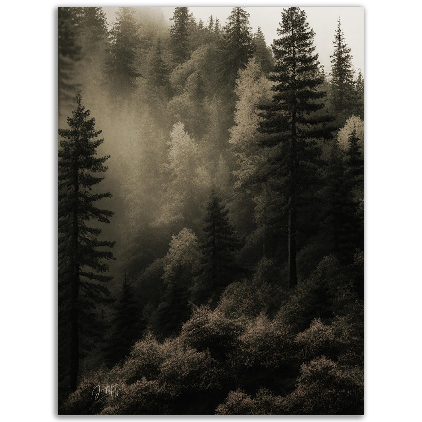 »Spruce Forest« designposter