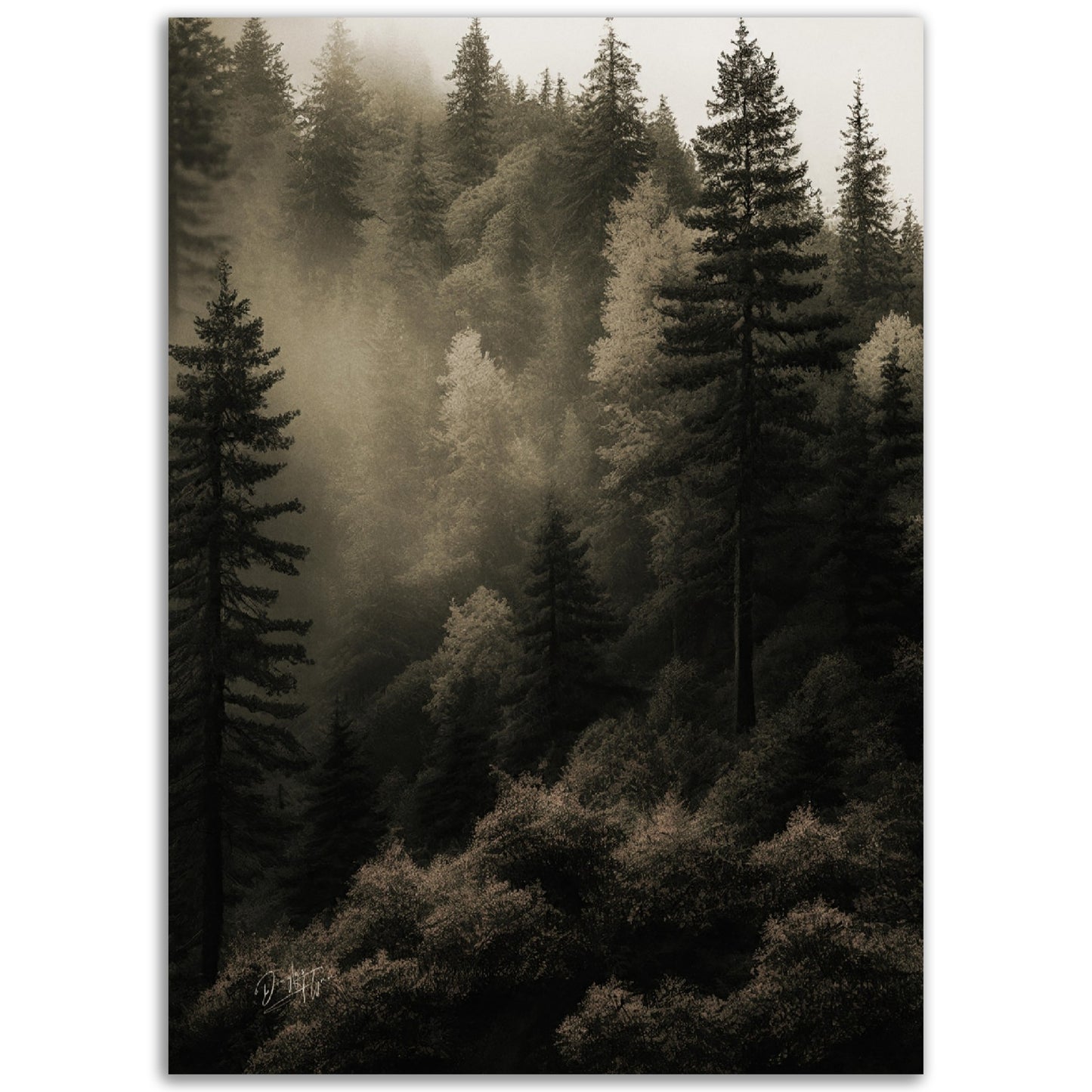 »Spruce Forest« designposter